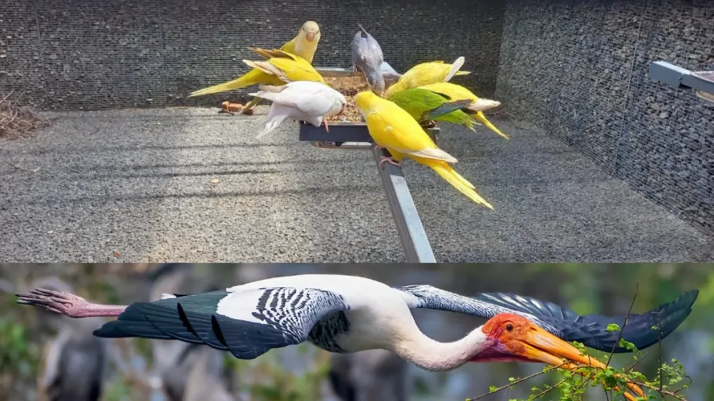 Trichy Birds Park Ticket Price