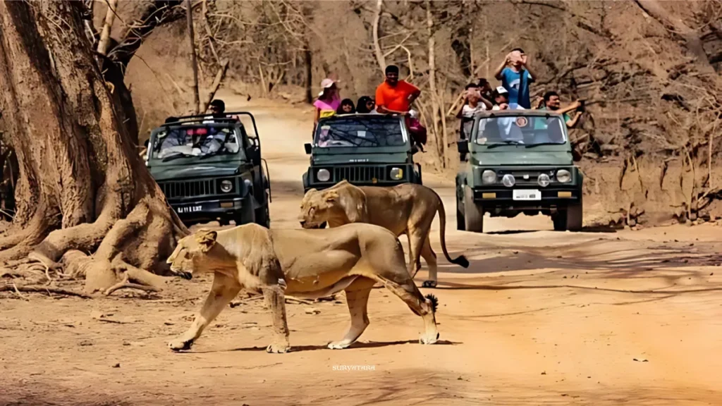 Gir National Park Timings