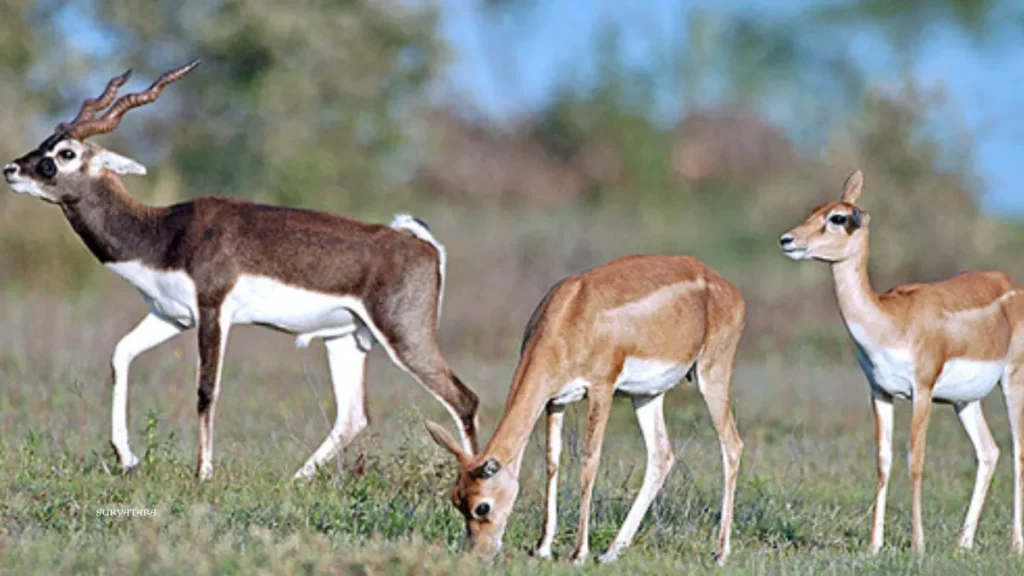 Kutch Desert Wildlife Sanctuary