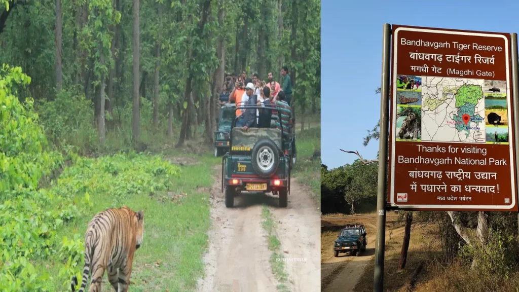 बांधवगढ़ टाइगर रिजर्व