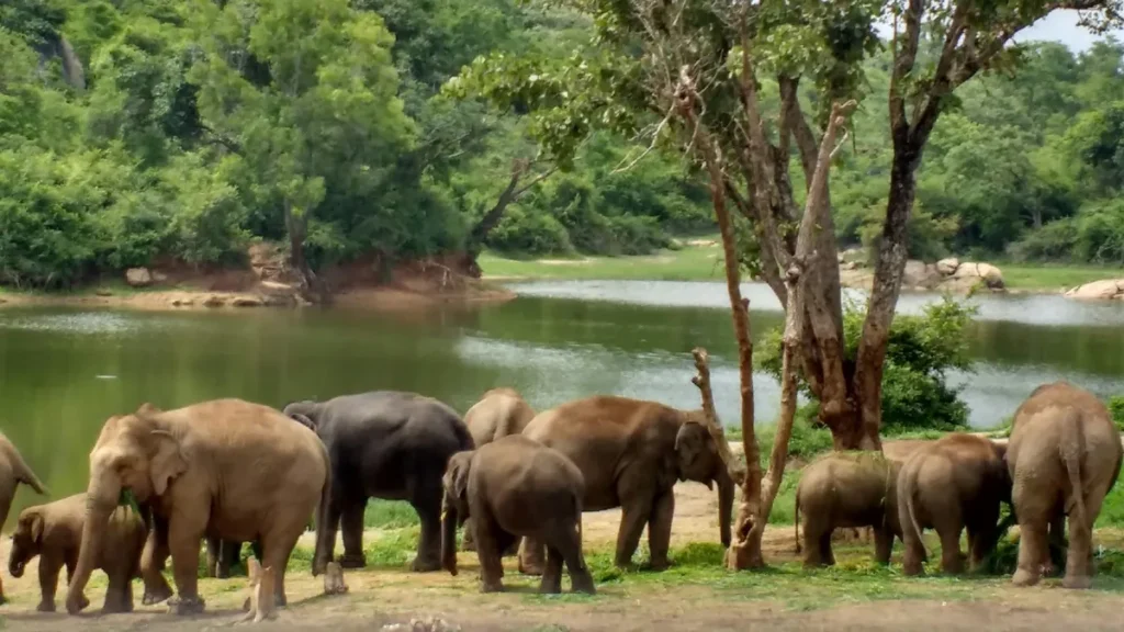 Elephant Sanctuary