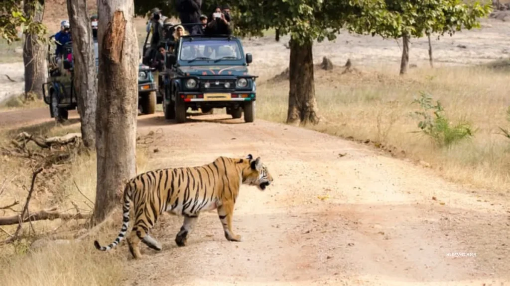 बांधवगढ़ टाइगर रिजर्व