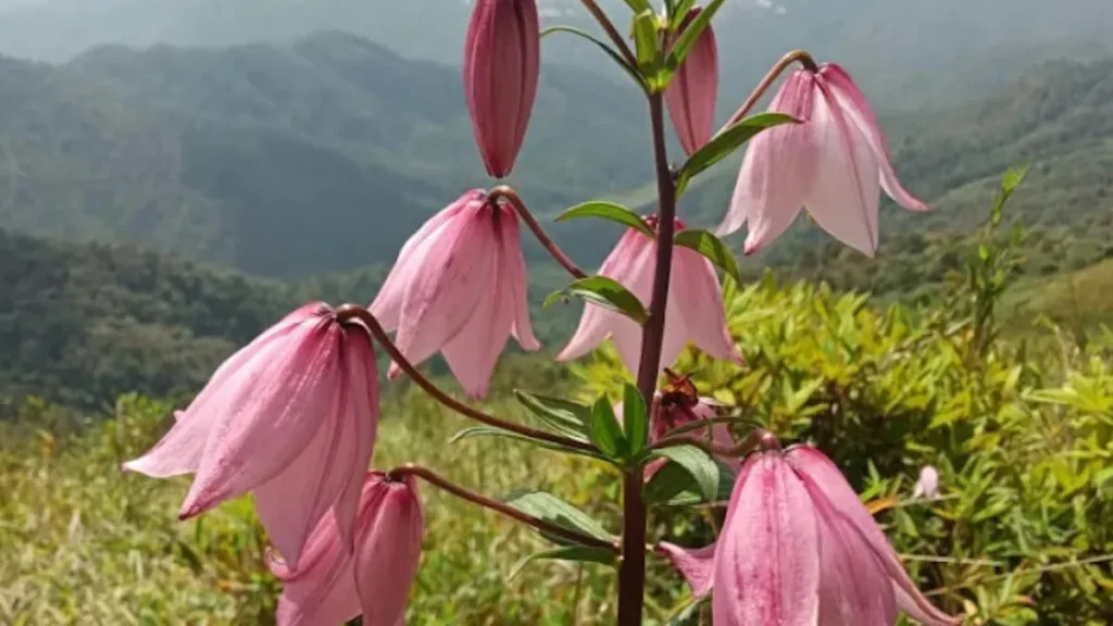 10 Best Tourist Places to Visit in Manipur in 2025