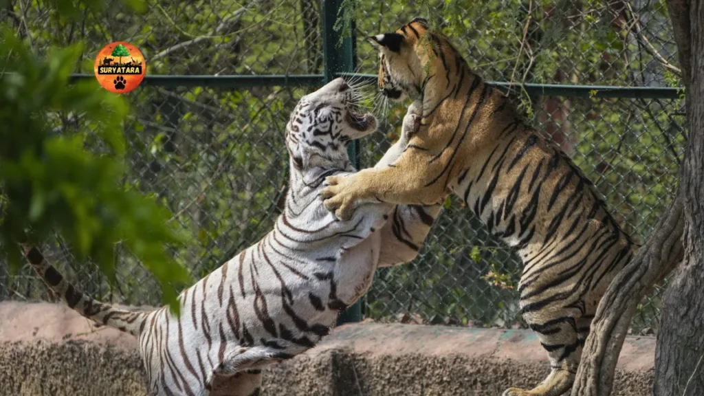 Nahargarh Biological Park