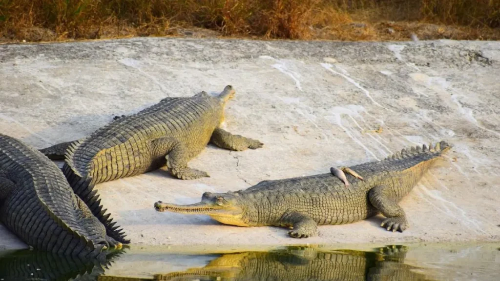 Nahargarh Biological Park