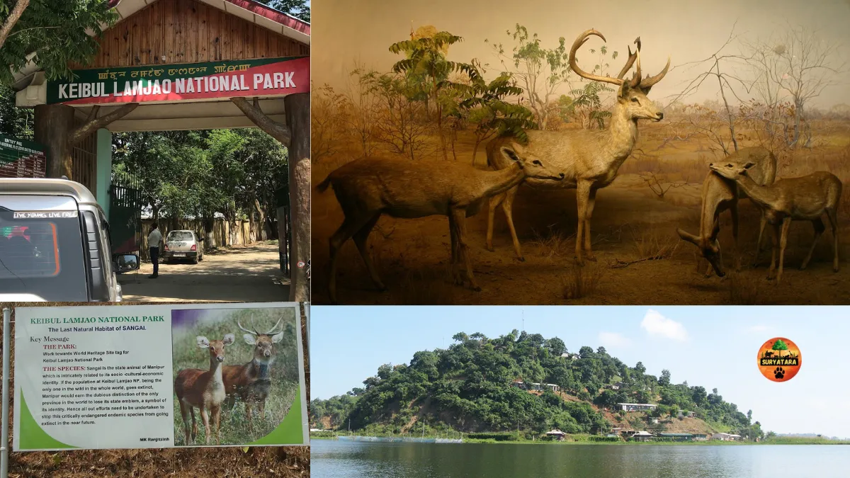 Keibul Lamjao National Park