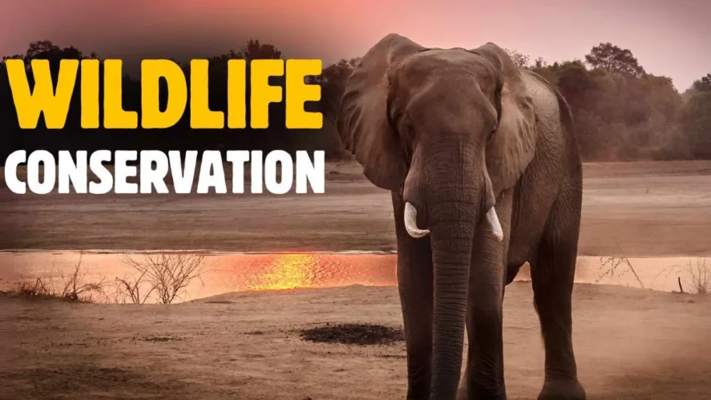 Wildlife Conservation
