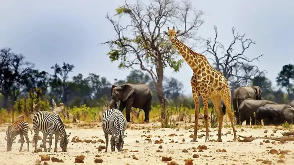Wildlife Conservation
