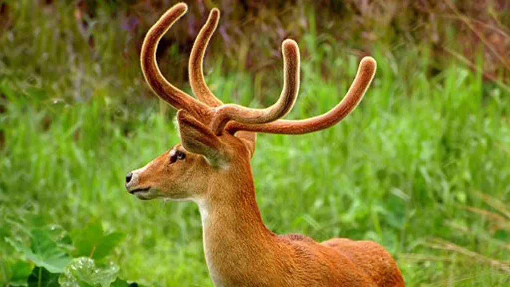 The Sangai Deer