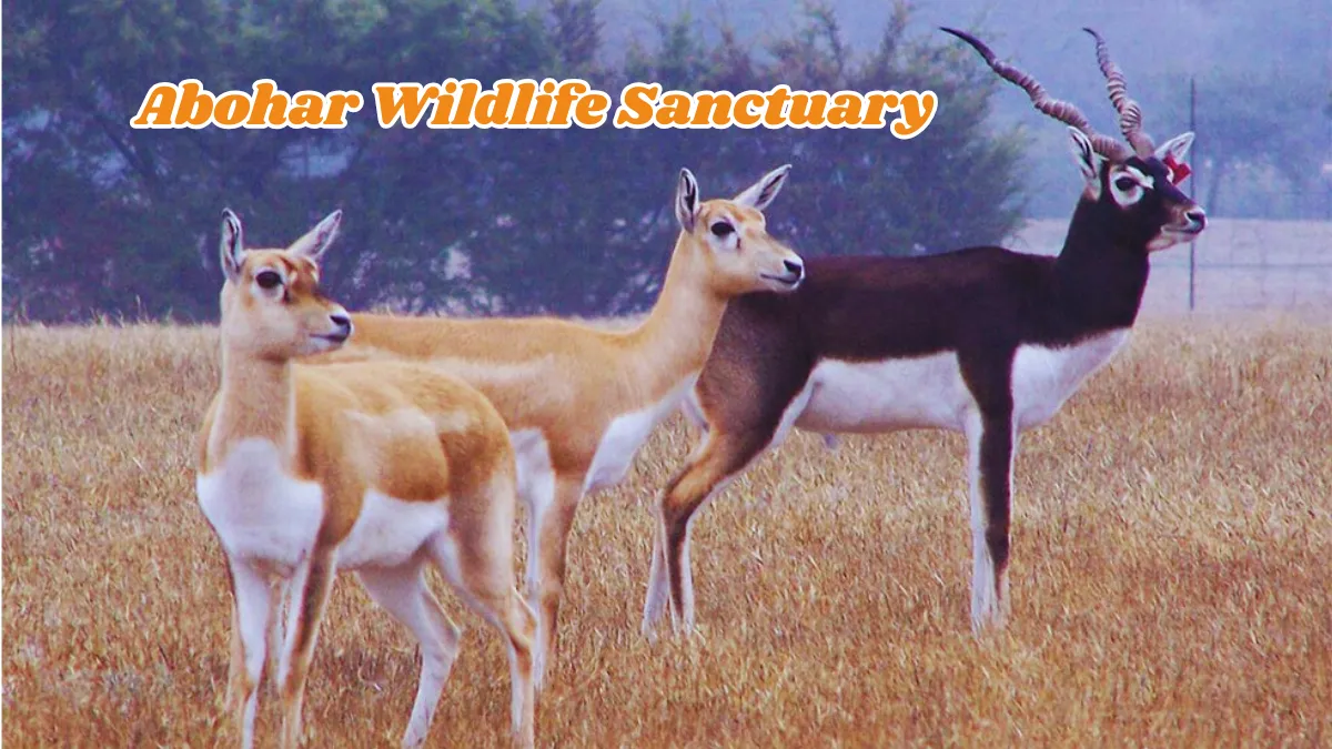 Abohar Wildlife Sanctuary