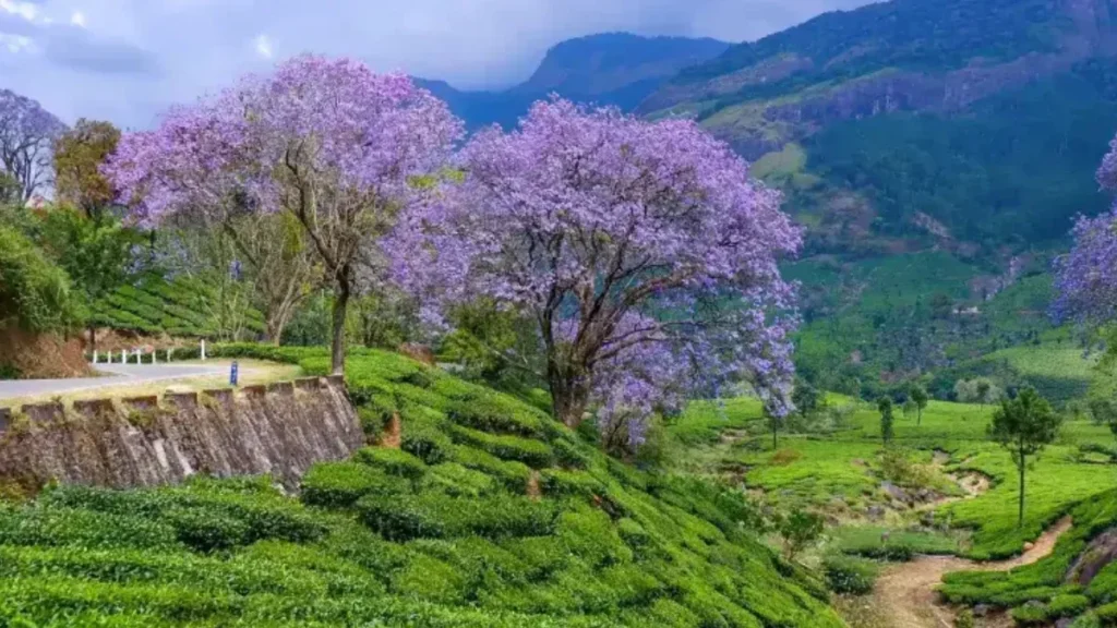 Munnar tourist places