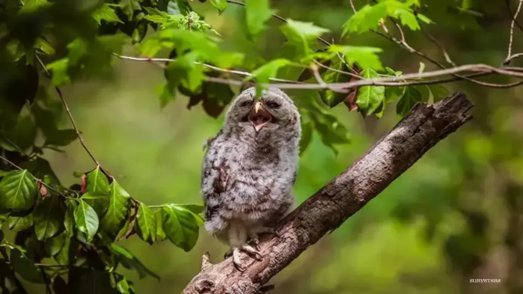 Talley Valley Wildlife Sanctuary