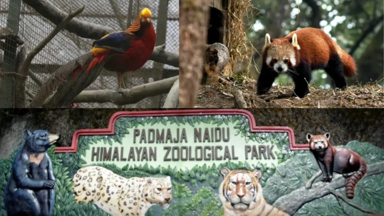 Darjeeling Zoo Timing