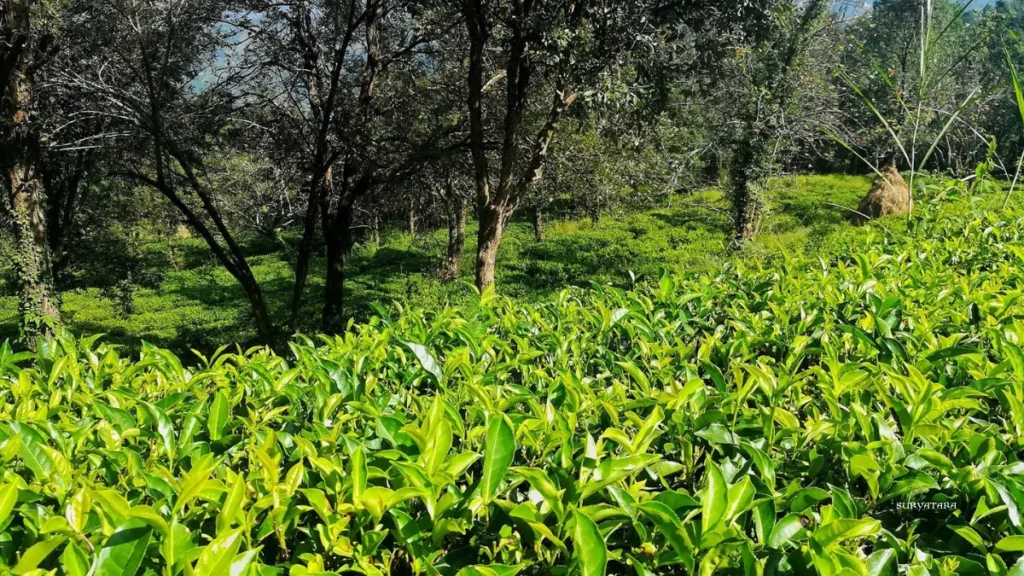 Kausani