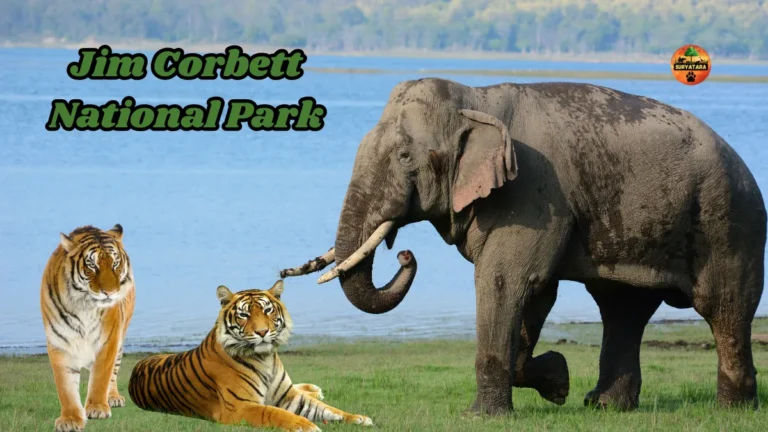 Jim Corbett National Park