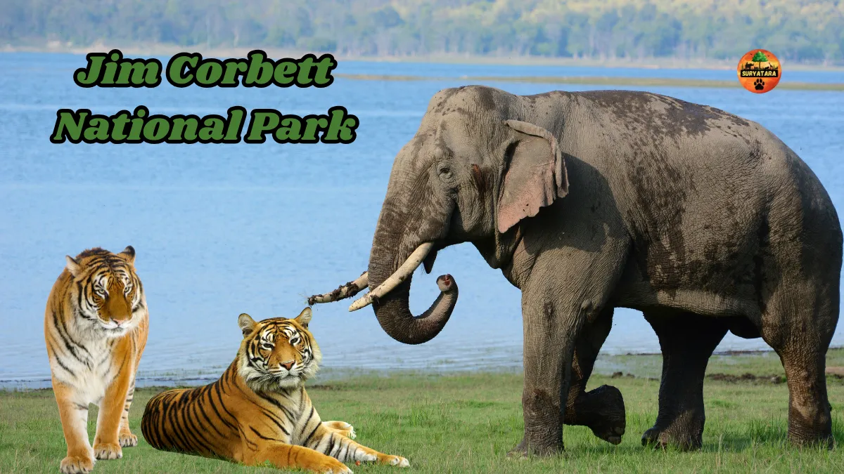Jim Corbett National Park
