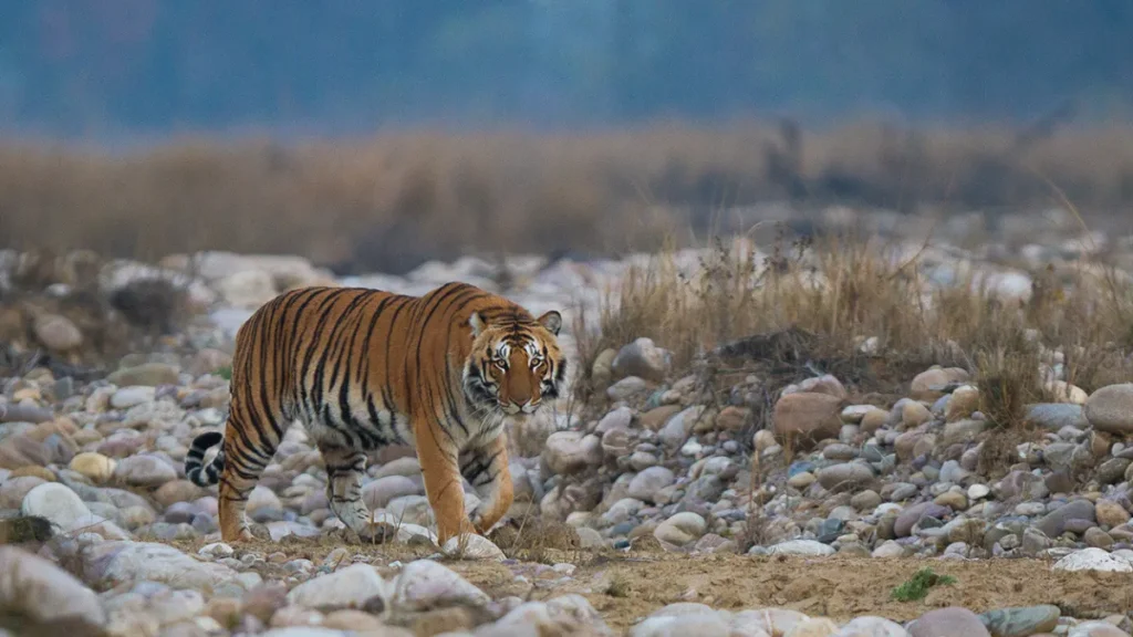 Jim Corbett National Park