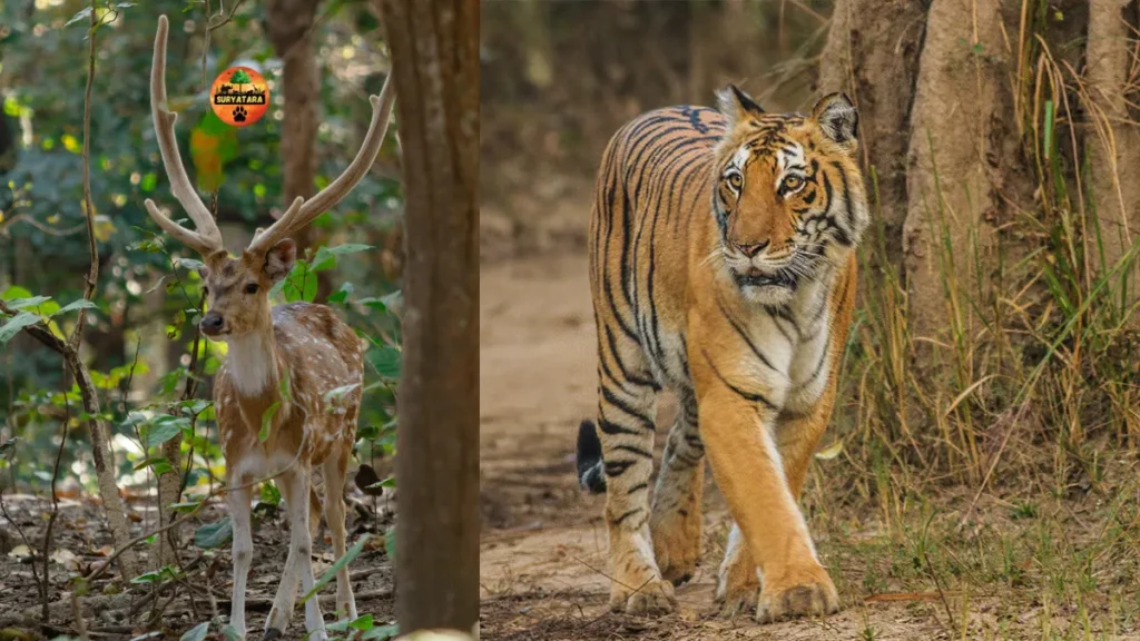 Jim Corbett National Park