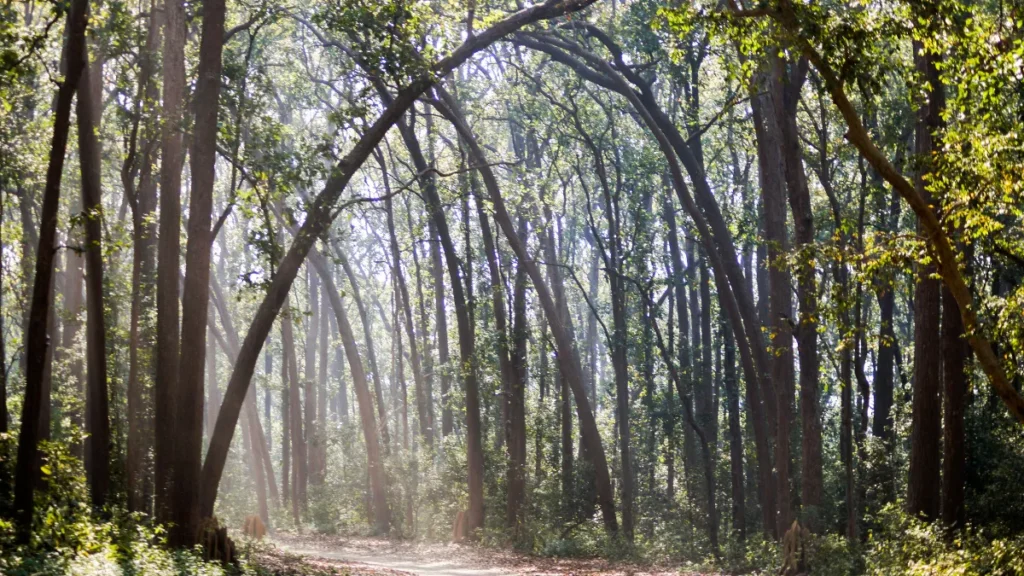 Jim Corbett National Park