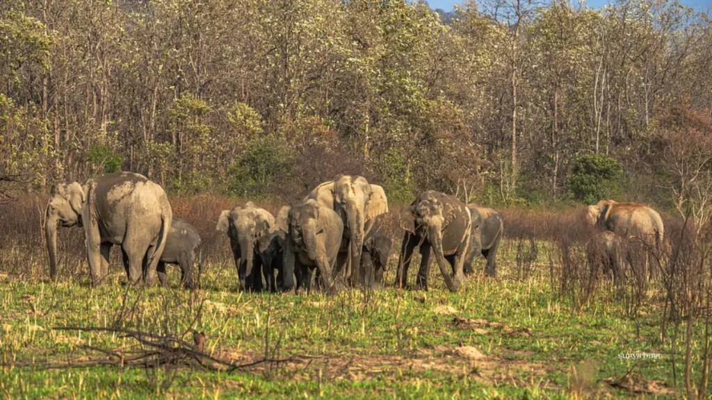 Dibru Saikhowa National Park