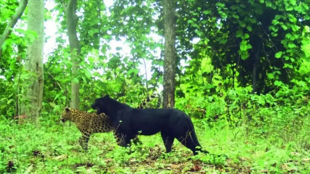 Achanakmar Tiger Reserve