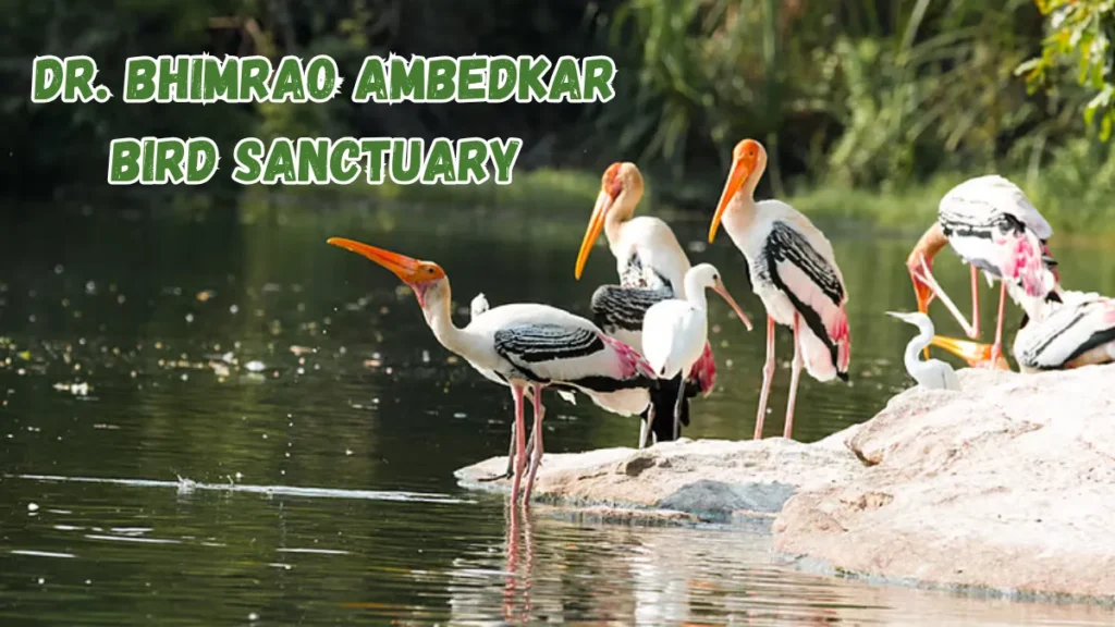 Bhimrao Ambedkar Bird Sanctuary Located