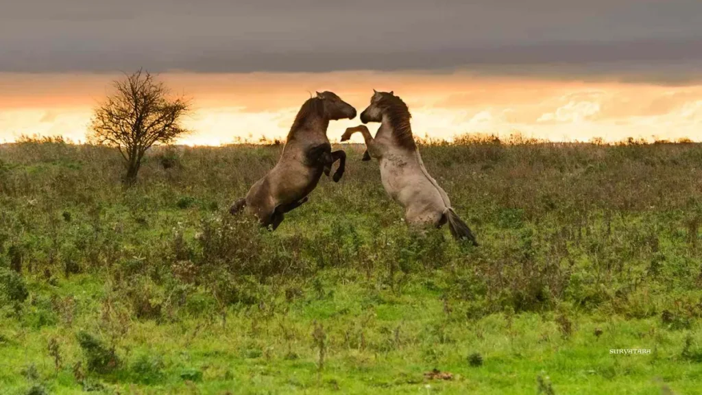 Feral Horses