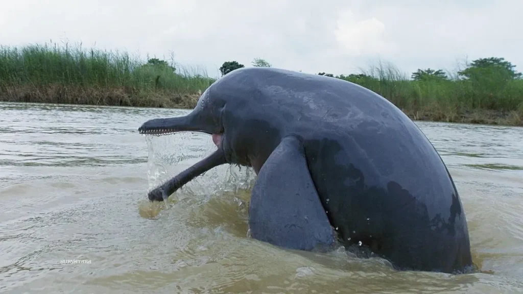 Gangetic Dolphins