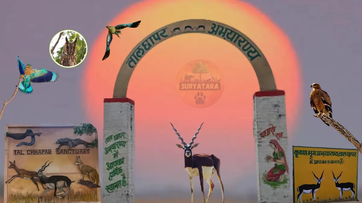 Tal Chhapar Sanctuary