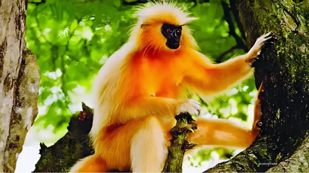 Raimona National Park
