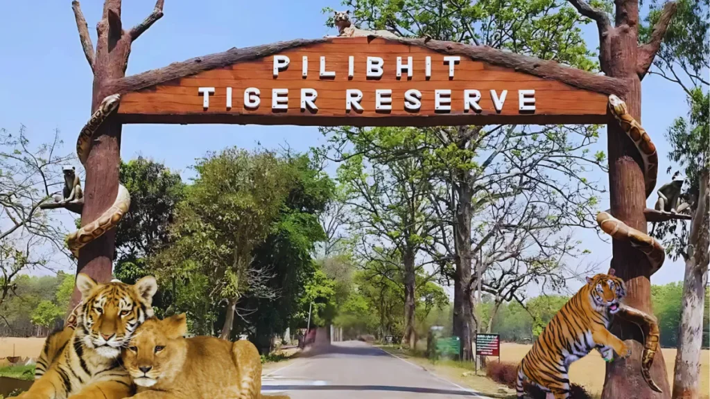 Pilibhit Tiger Reserve Safari