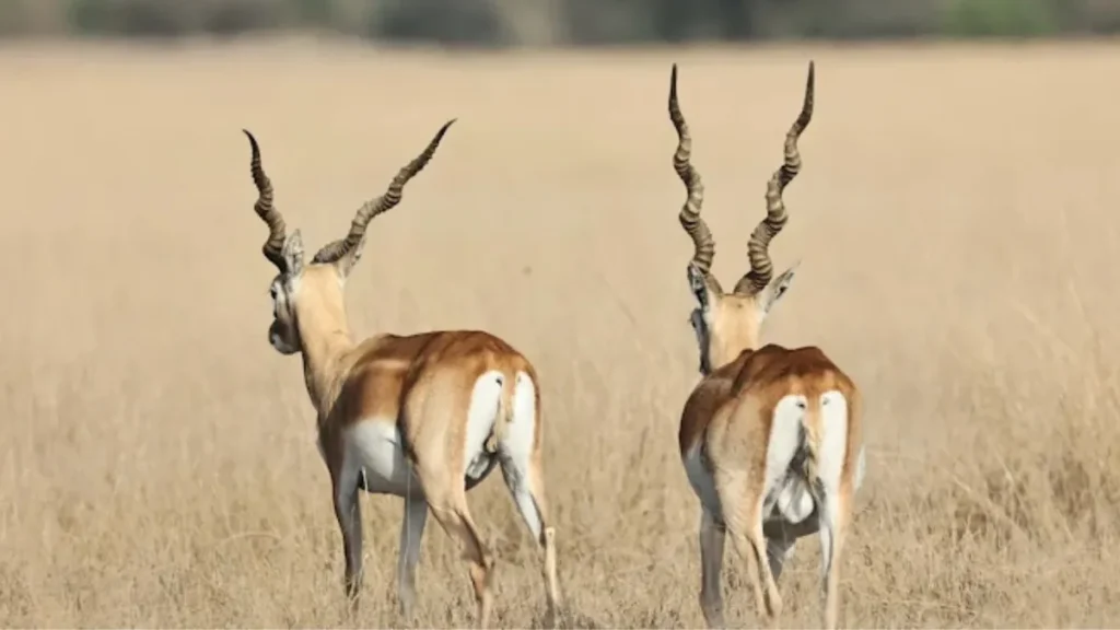 Tal Chhapar Sanctuary