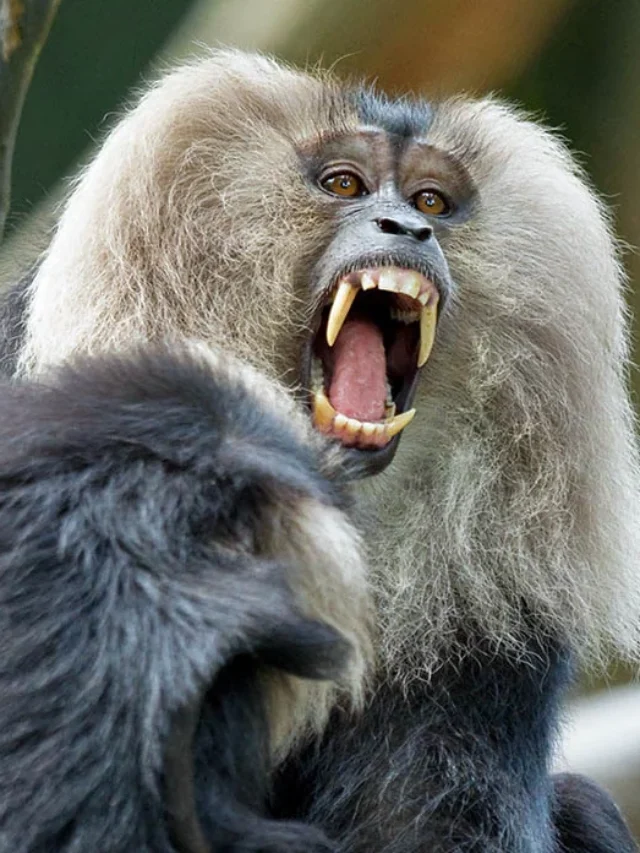8 Bizarre and Unique Animals Found in India