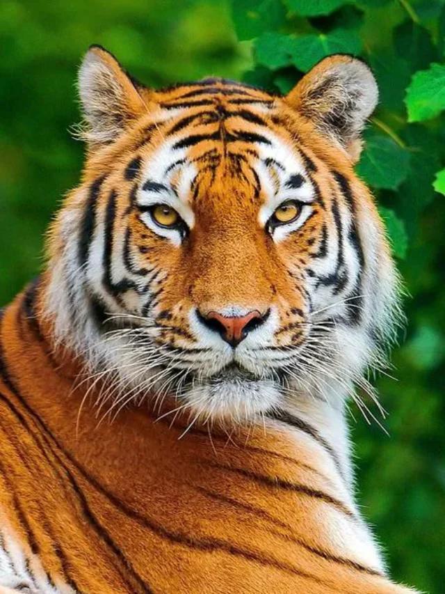 Top 10 National Parks in India