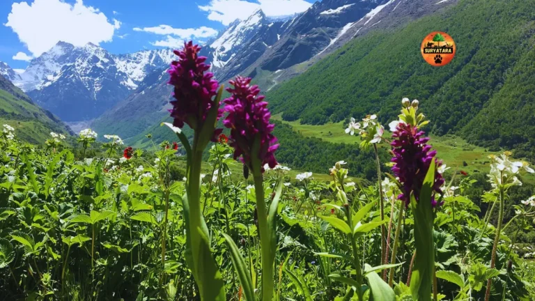 Valley of Flowers Uttarakhand Best Time to Visit