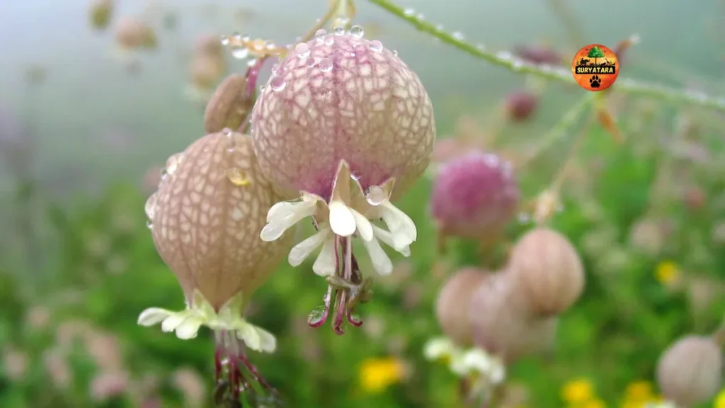 Valley of Flowers Uttarakhand Best Time to Visit
