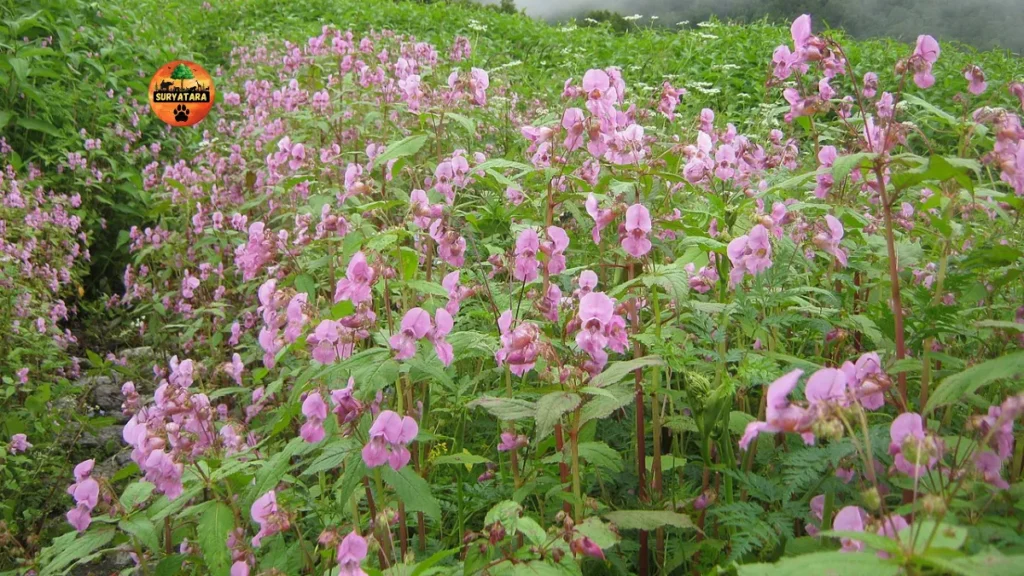 Valley of Flowers Uttarakhand Best Time to Visit