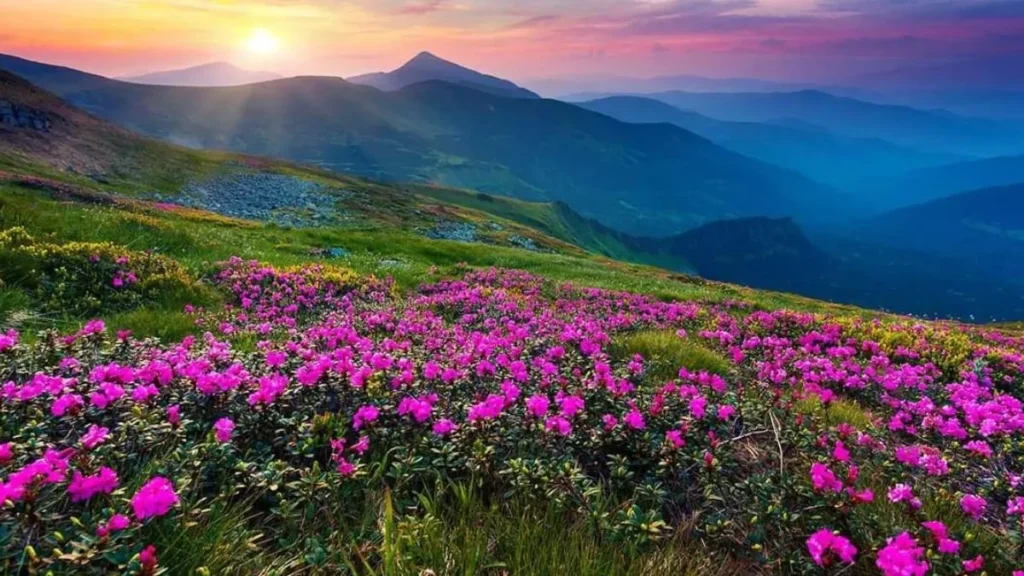 Valley of Flowers is Open to Tourists from June 1