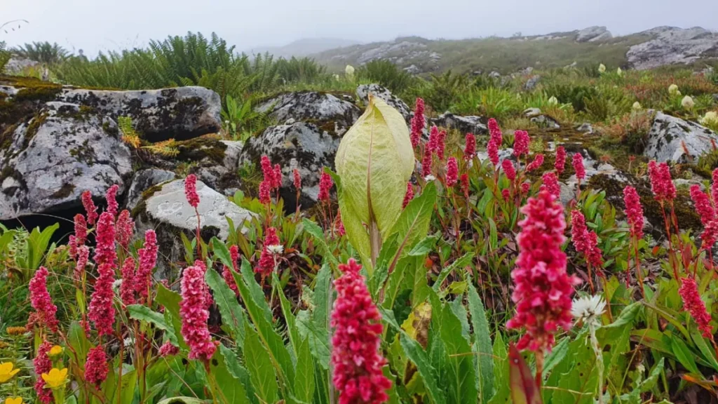 Valley of Flowers is Open to Tourists from June 1