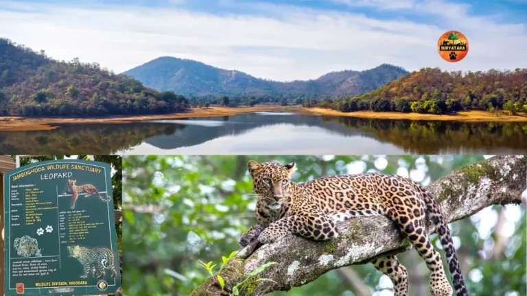 Jambughoda Wildlife Sanctuary Tickets Booking Timings