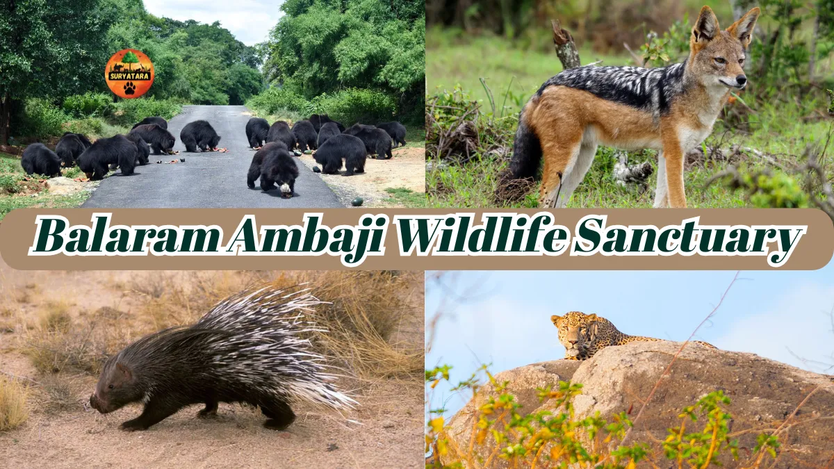 Balaram Ambaji Wildlife Sanctuary