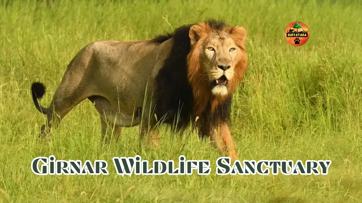 Girnar Wildlife Sanctuary