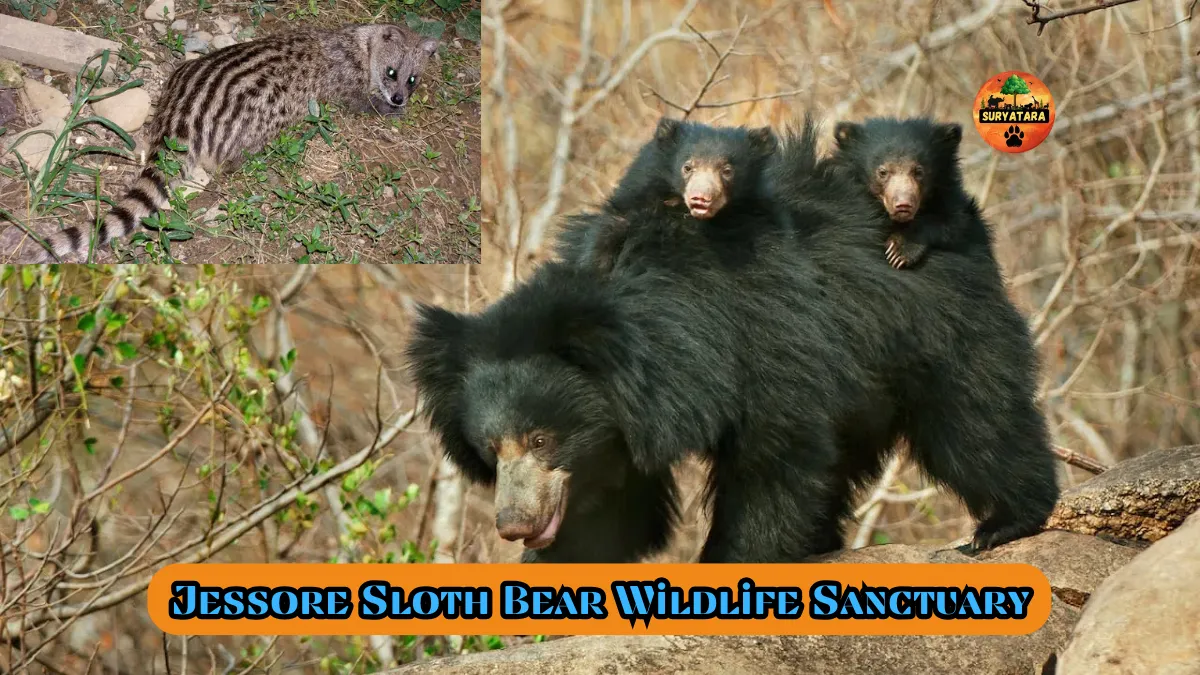 Jessore Sloth Bear Wildlife Sanctuary