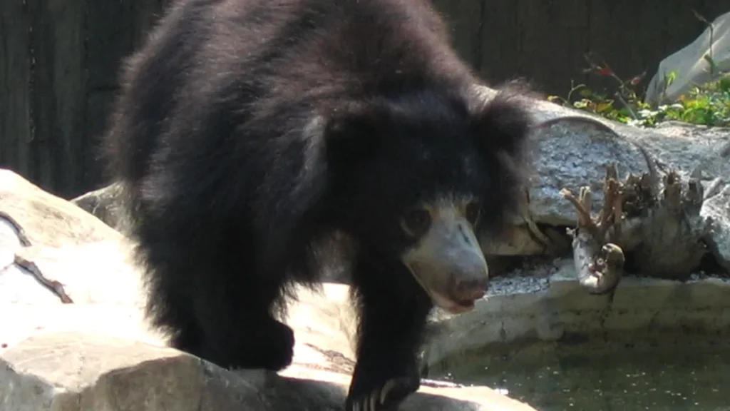 Jessore Sloth Bear Wildlife Sanctuary