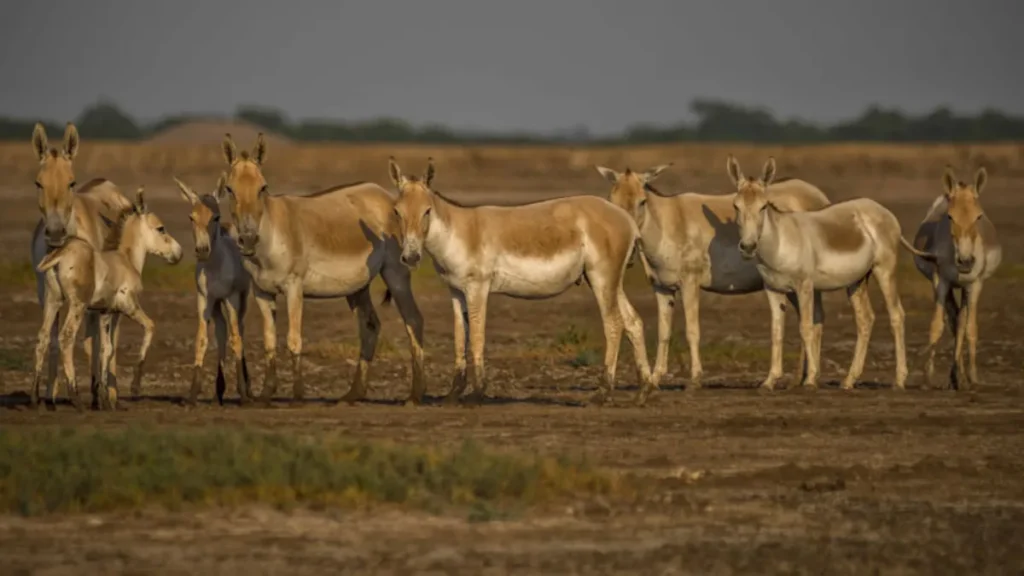 Best Jungle Safari in Gujarat