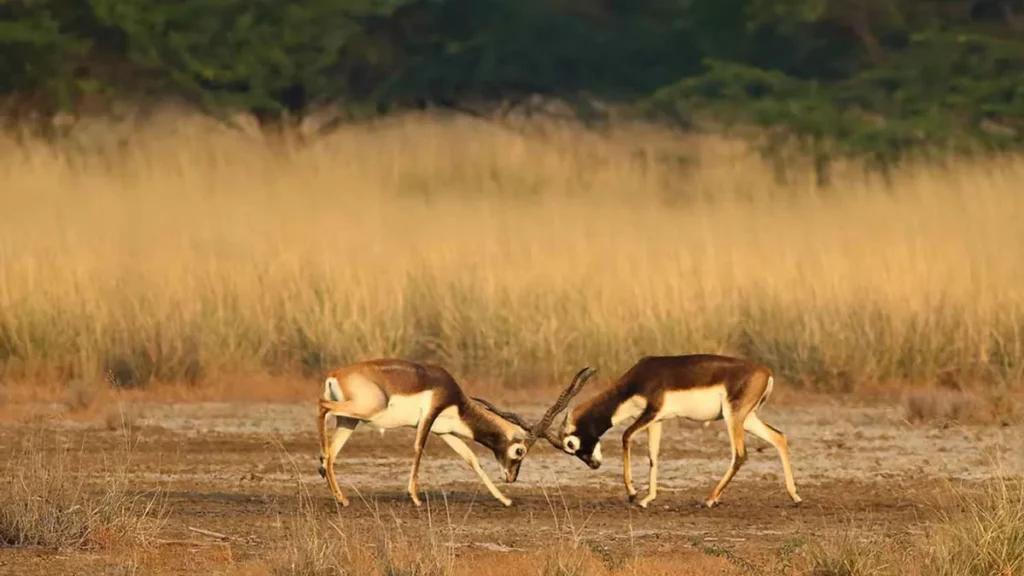 Best Jungle Safari in Gujarat