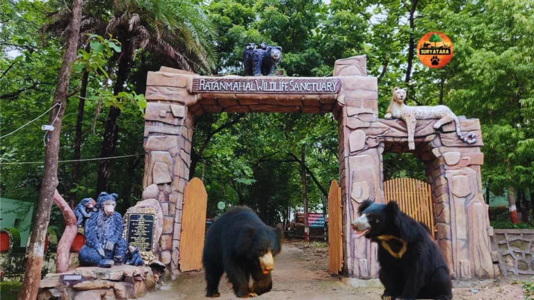 Ratanmahal Sloth Bear Sanctuary