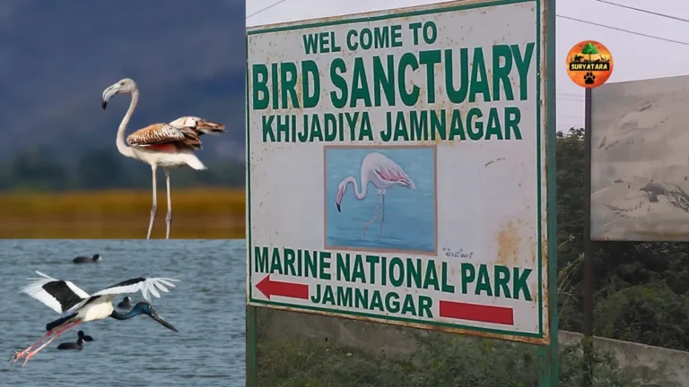 Khijadia Bird Sanctuary