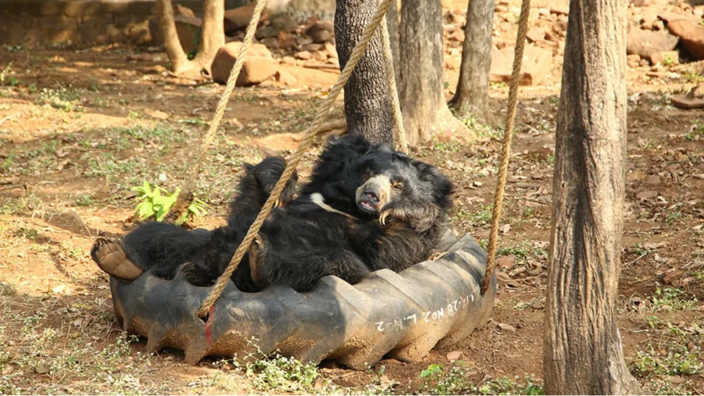 Bhopal Wildlife Rescue Center