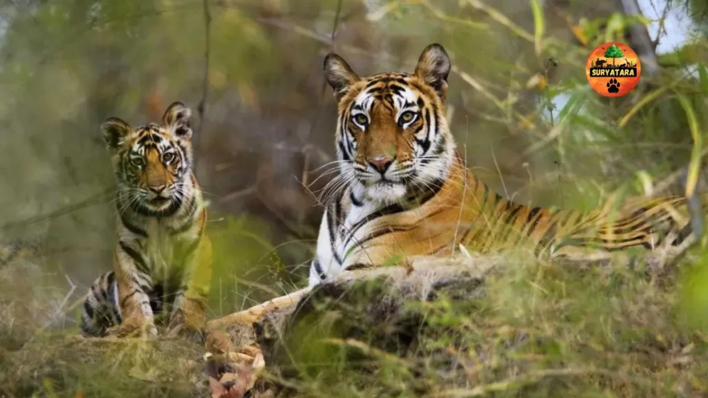 Ratapani Wildlife Sanctuary and Tiger Reserve